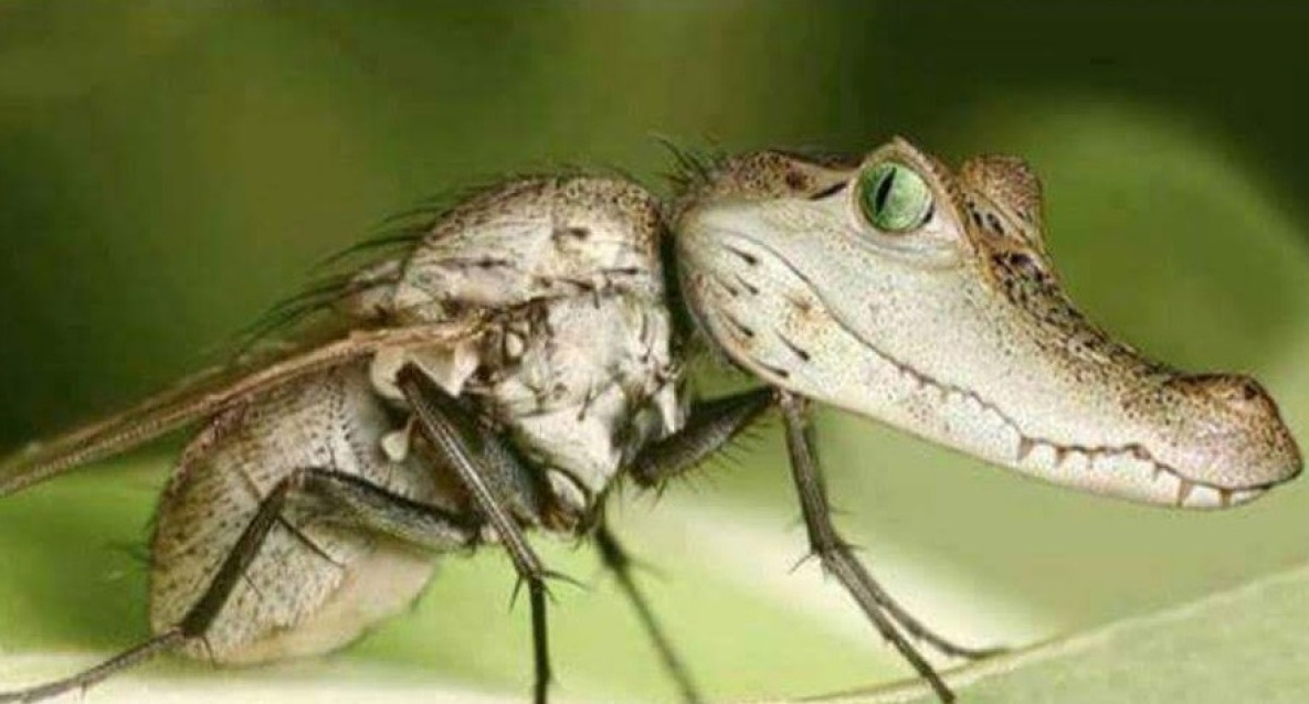 Хабаровчане «соскучились» по комарам и мошке