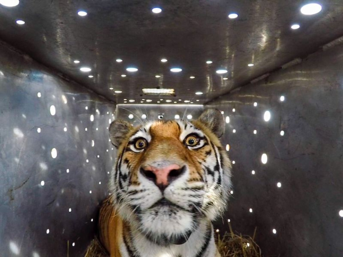 Краснокнижная тигрица Амба возвращается домой из Китая