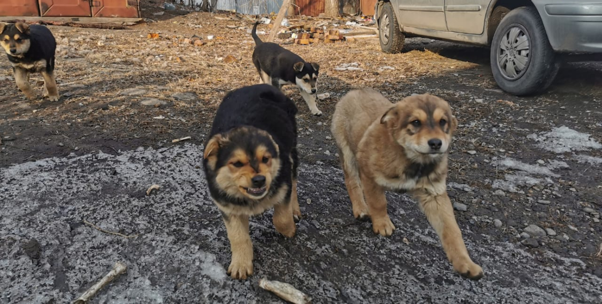 Открыть приют для бездомных собак в Хабаровском крае станет проще
