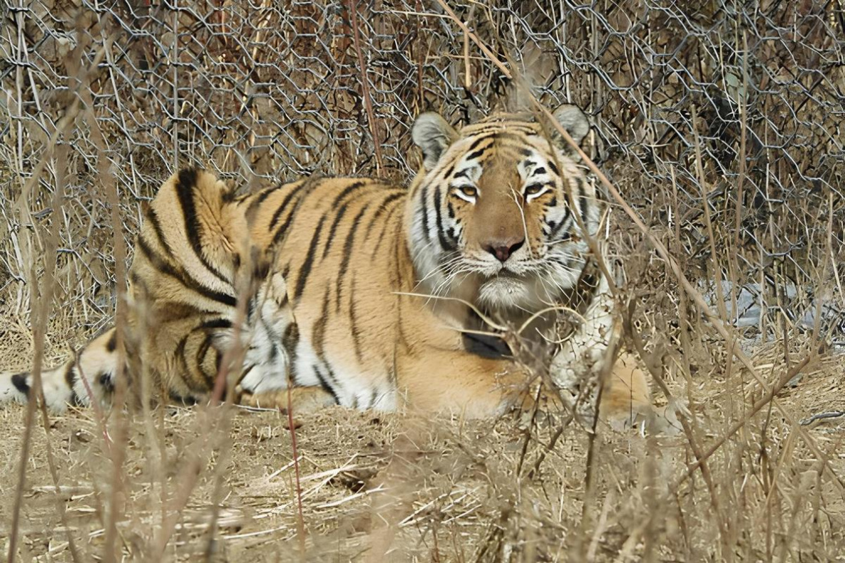 Росприроднадзор ищет новый дом для тигрицы из Хабаровского края